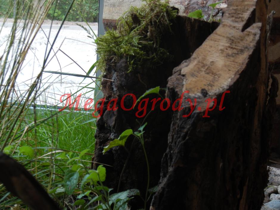 picture/felsdekor_dekorbet_copsa_decoflex_bydgoszcz_zoo_gryzonie_18.jpg